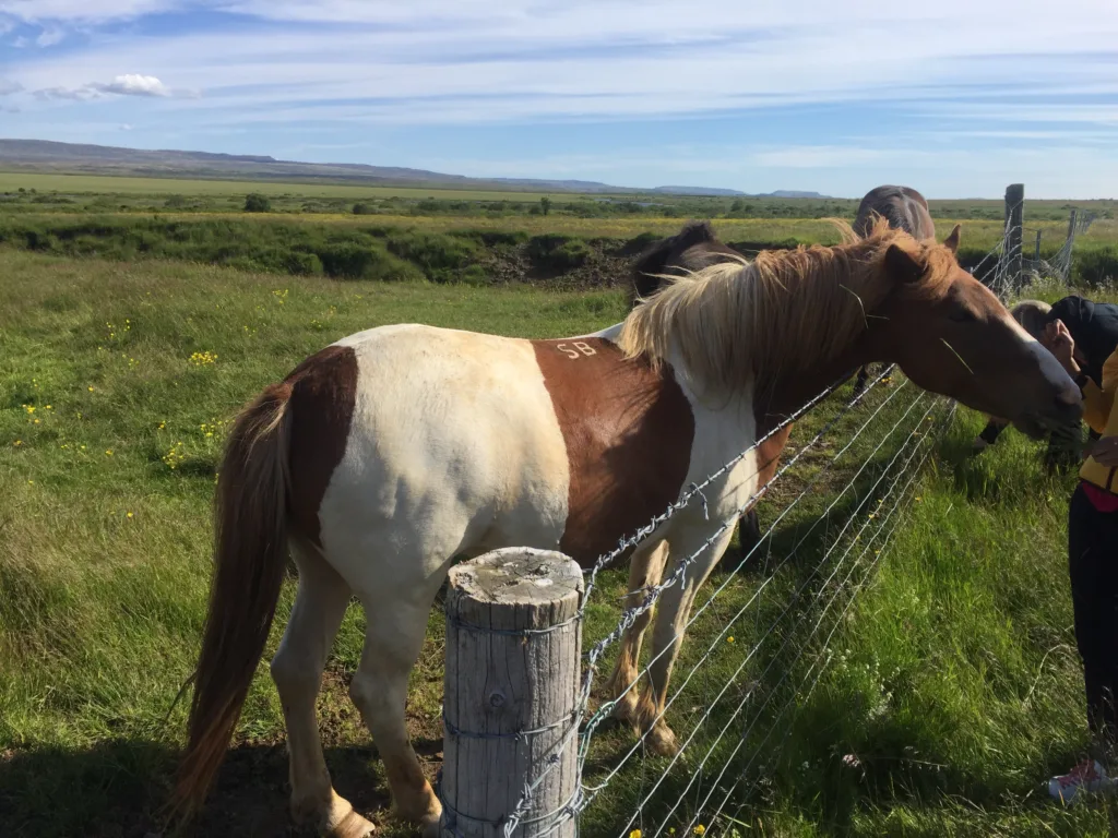 Efstidalur Farm, Iceland