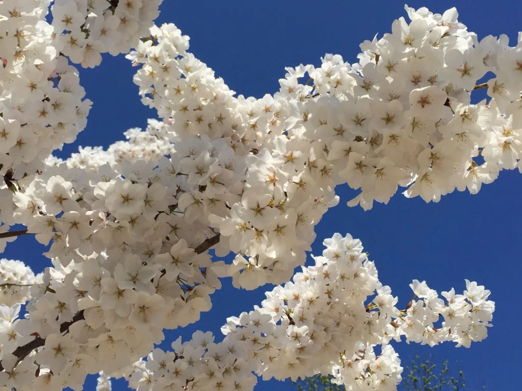 Cherry Blossoms