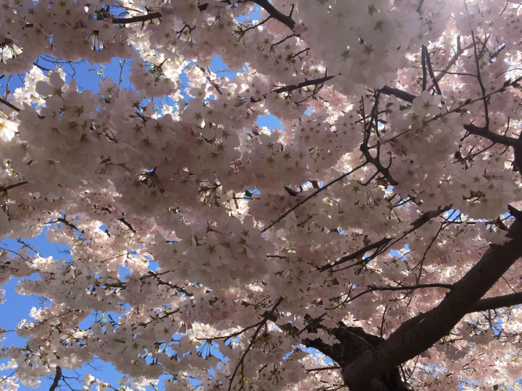 Cherry Blossoms