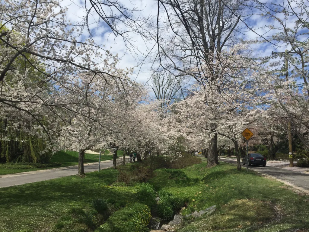 Kenwood, Bethesda cherry blossoms