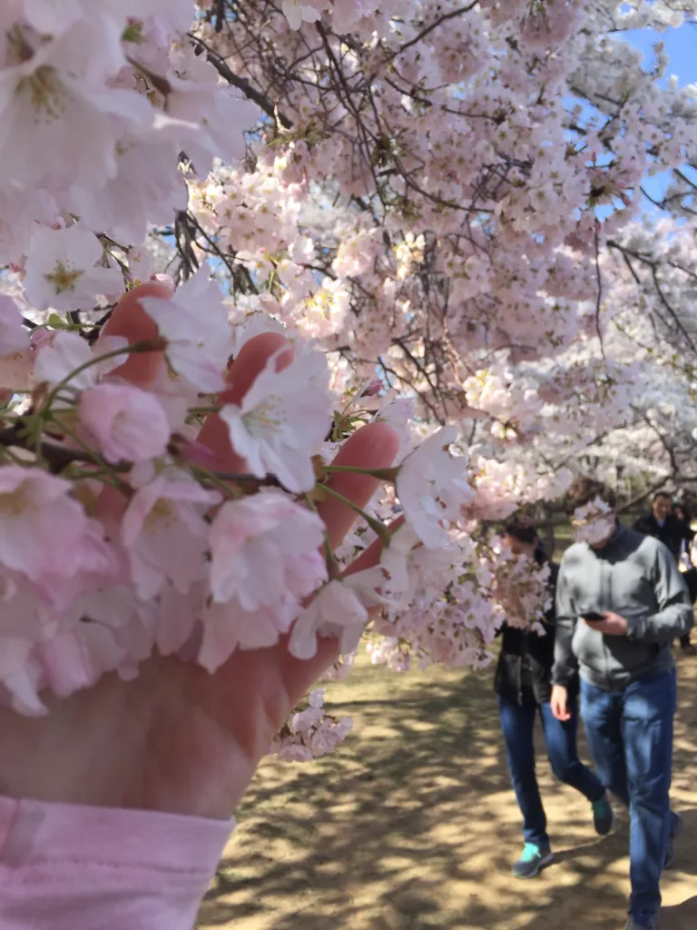 Cherry Blossoms, Washington DC