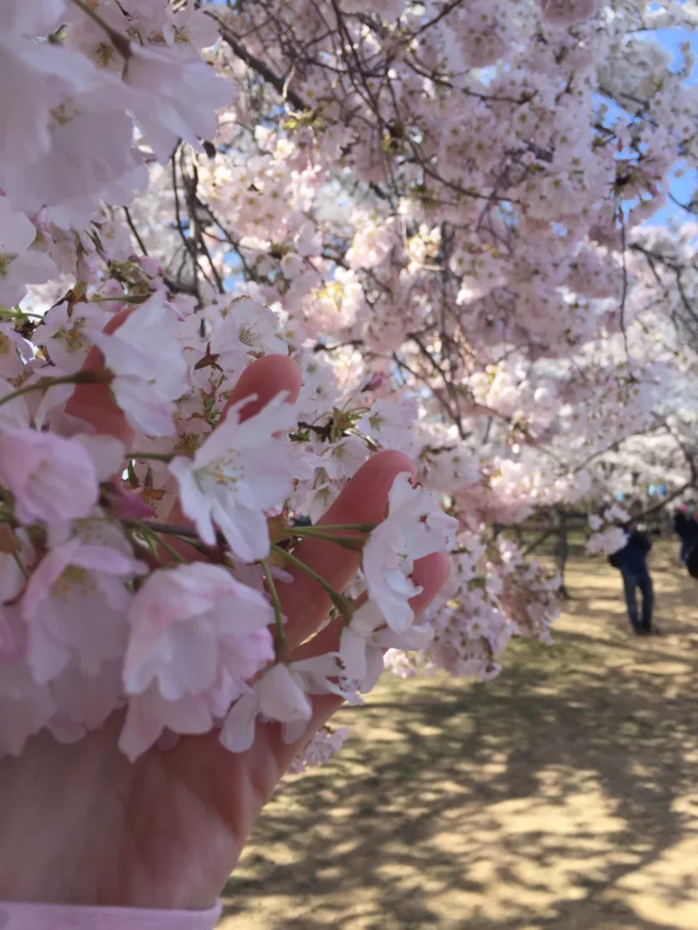 Cherry Blossoms, Washington DC