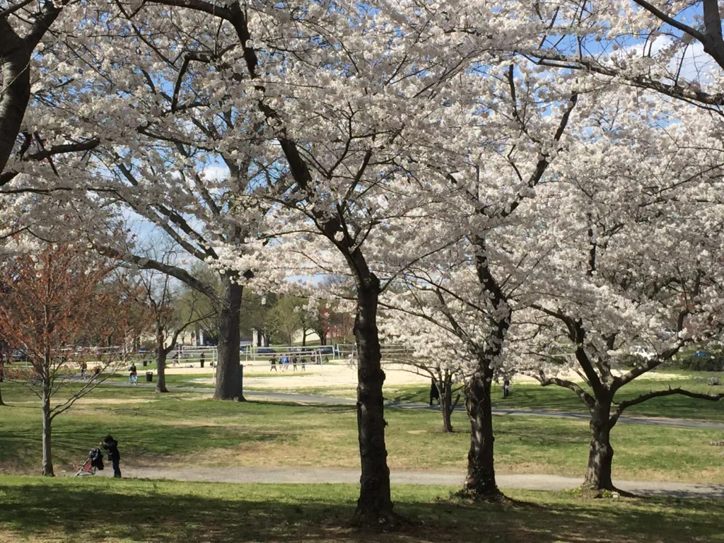 Cherry Blossoms, Washington DC