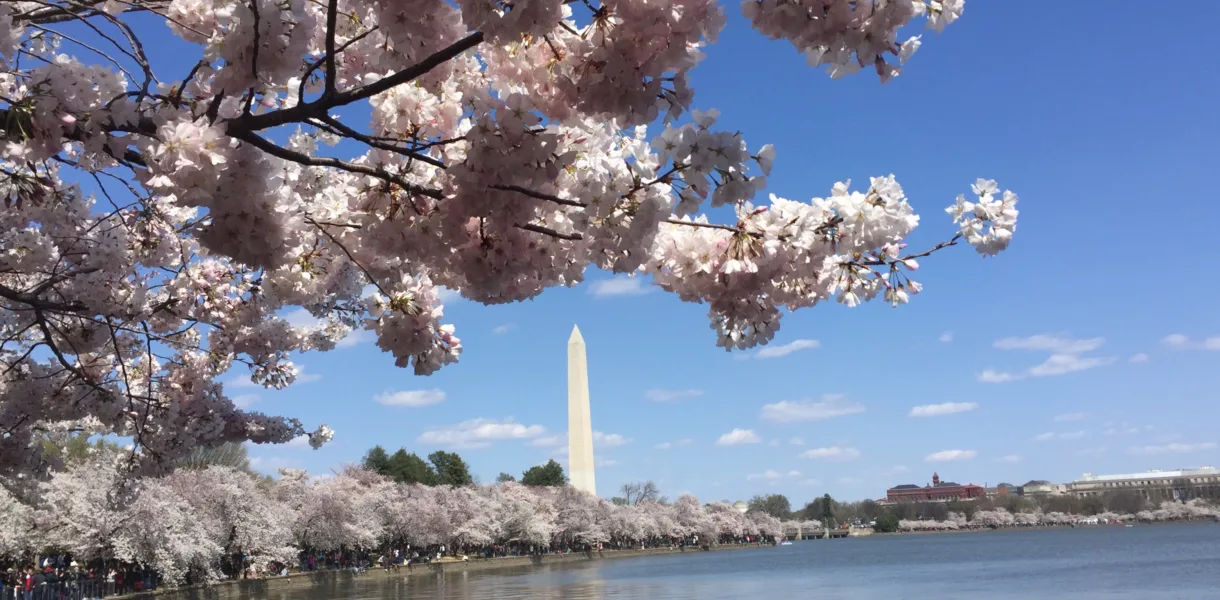 Cherry Blossoms, Washington DC