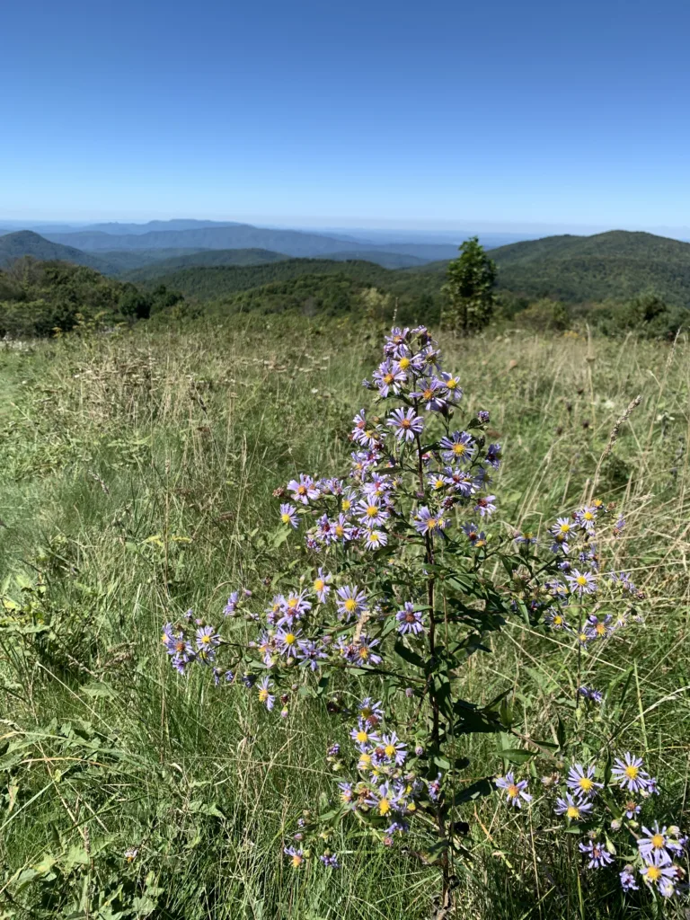 Asheville Nature