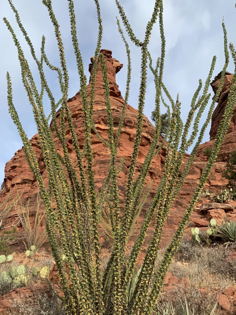 Boynton Canyon