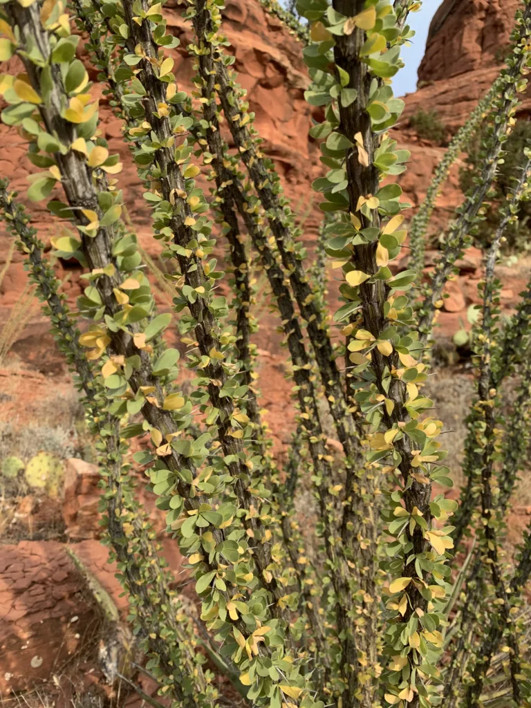 Sedona plants