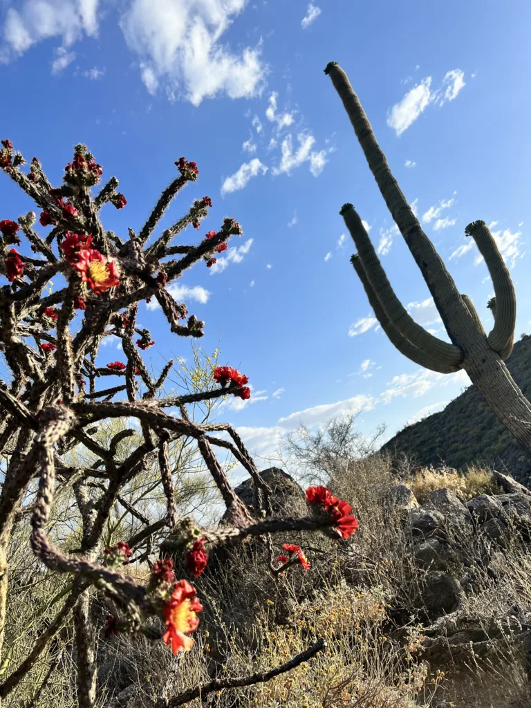 Hike Tucson Arizona