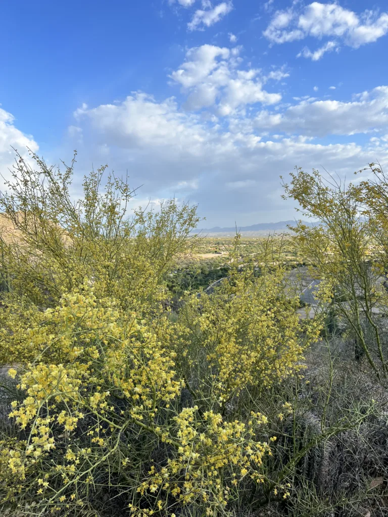 Hike Tucson Arizona