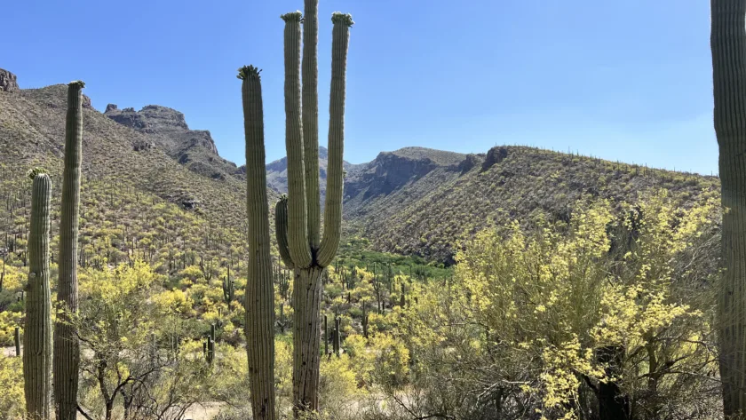 Tucson AZ