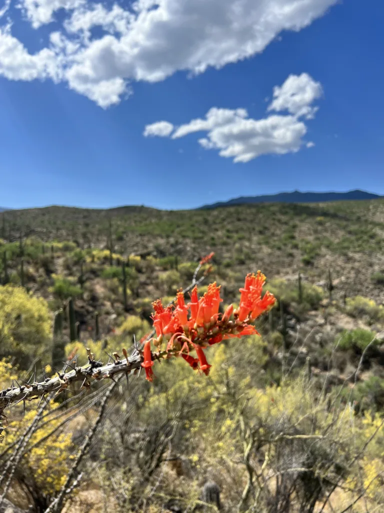 Tanque Verde Waterfalls Beach Hike