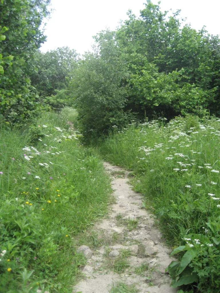 Vitosha mountain