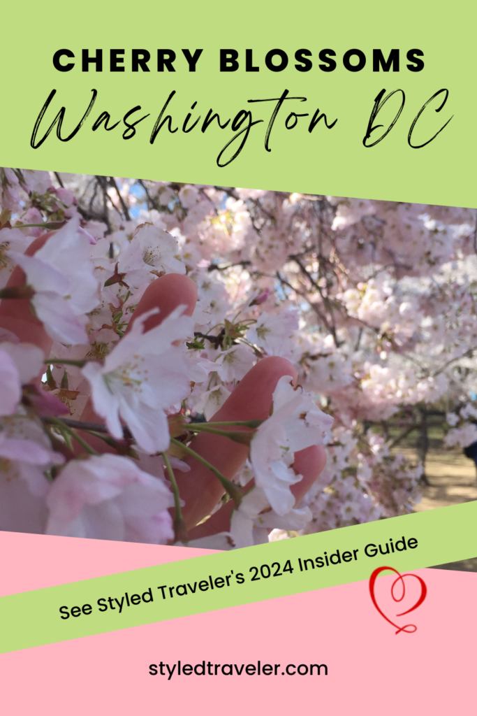 Cherry Blossoms Washington DC 2024  Pin 1